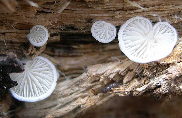Funghi e vegetazione invasiva